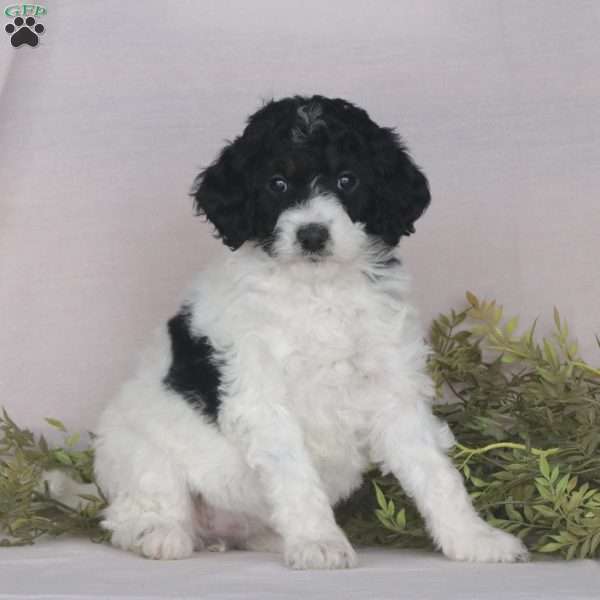 Annabelle, Mini Bernedoodle Puppy